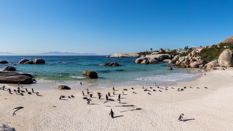 Boulders Beach penguins, Cape Town