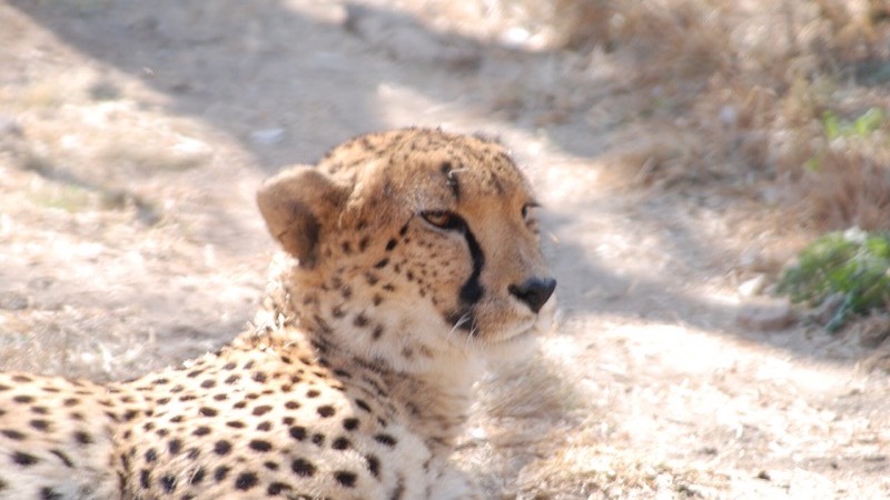 Lion & Safari Park, Johannesburg
