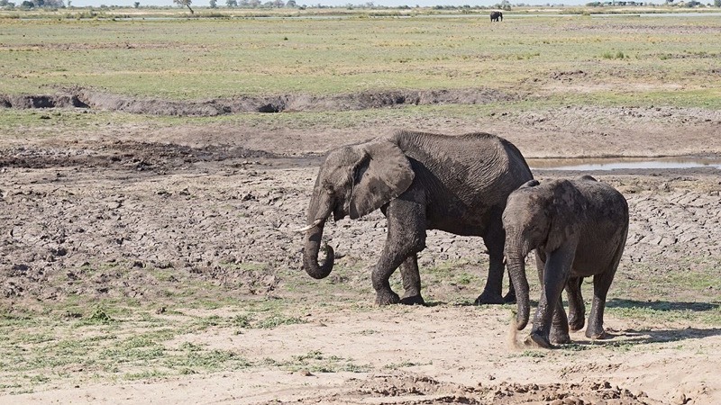 Chobe day trip, Victoria Falls